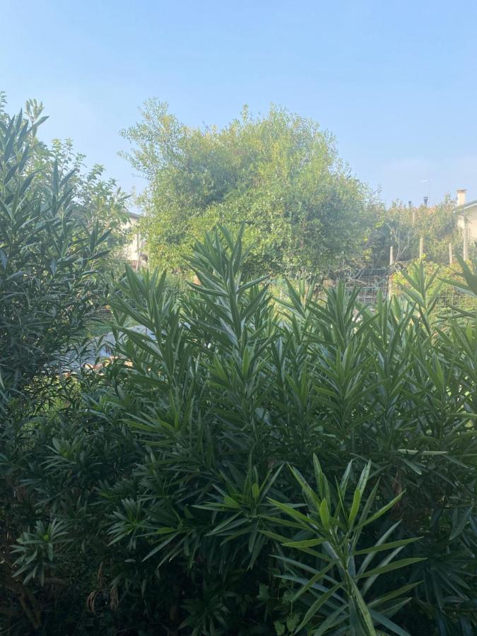 B&B Le Rose Villafranca Padovana Buitenkant foto